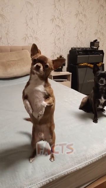 Собаки рэпуют о мерзких котах #chihuahua #chihuahuafanclub #dogs смотреть онлайн
