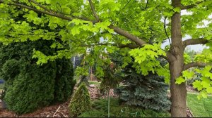 Вечерняя чудесная прогулка 17 мая с ОБЗОРОМ ХВОЙНЫХ🌲🌳 #сад #обзор #garden