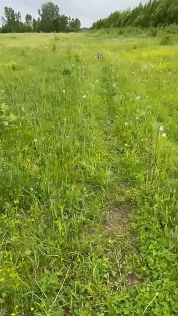rutube.ru