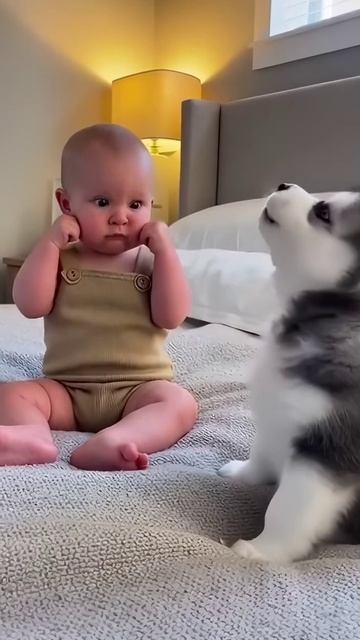 Смешные домашние животные