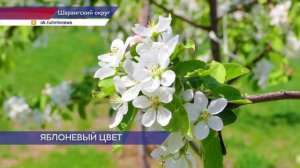 Свыше 60 млн рублей выделят на развитие промышленного садоводства в Нижегородской области в 2026-м