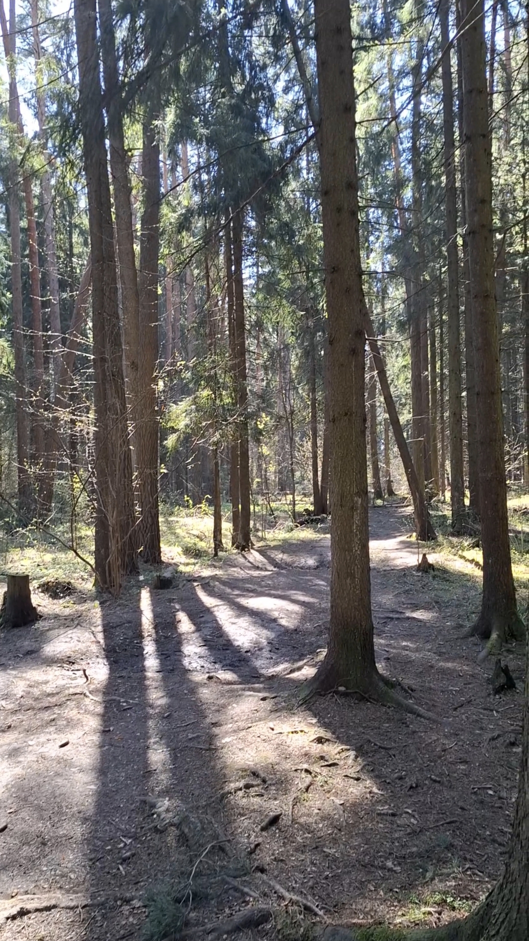 Птичьи разговоры в майском лес🏞Прогулка по майскому лесу: слушать и удивляться #природа #лес #птицы