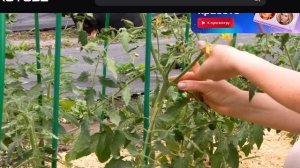 Уход за ТОМАТАМИ после высадки в открытый грунт