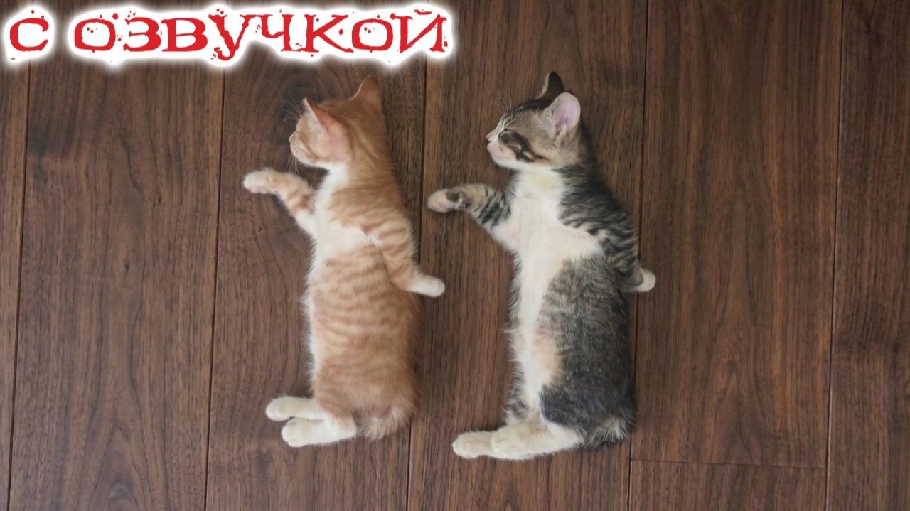 Приколы С Котами 2026 - УБОЙНАЯ Озвучка Котов Новые Смешные Животные