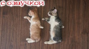Приколы С Котами 2026 - УБОЙНАЯ Озвучка Котов Новые Смешные Животные
