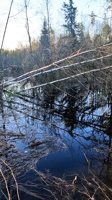 Утята и бобровая плотина смотреть онлайн