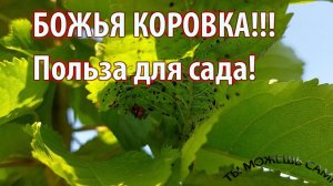 БОЖЬЯ КОРОВКА!!! Польза для сада!