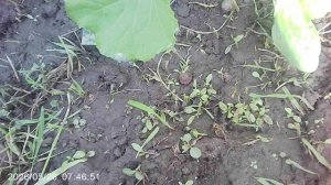 Обзор кабачковых растений грунтовой посадки