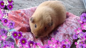 Фантик кушает одуванчик^^