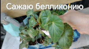 Перевалка белликонии  в больший объем