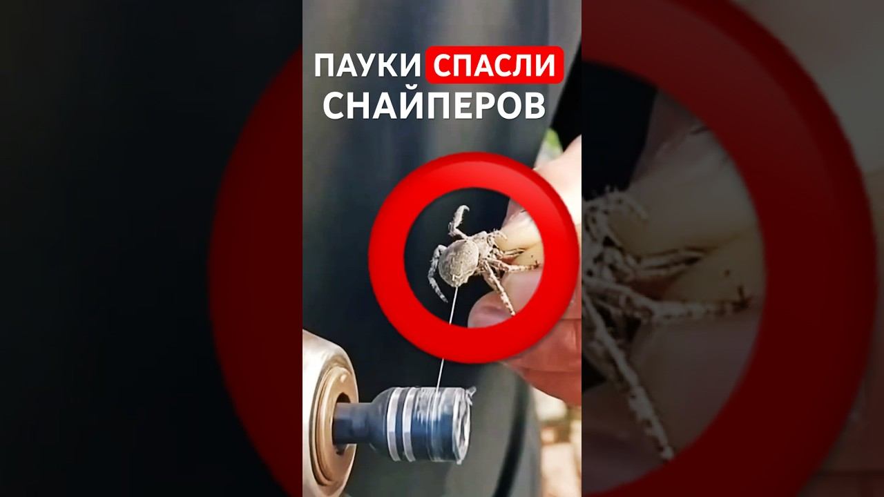 ПАУКИ спасли СНАЙПЕРОВ во Второй мировой! смотреть онлайн