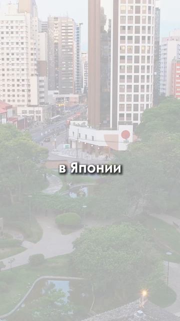 Каждое утро я семь минут обнимаю сосну. Коллеги думают, что я двинулся.
