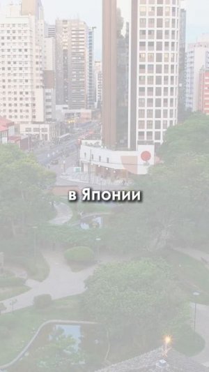 Каждое утро я семь минут обнимаю сосну. Коллеги думают, что я двинулся.