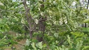 26.05.2026 что с тобой 🌿🍃🥺