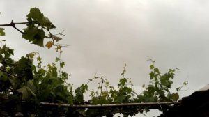 Не приятные сюрпризы природы.