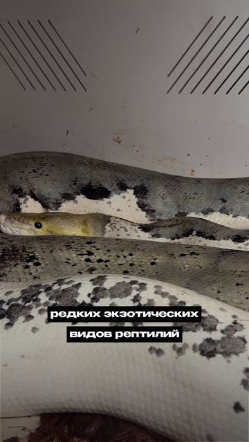 Как экологично выпустить своего внутреннего дракона на волю 🐉 смотреть онлайн