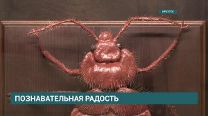 Выставка насекомых «Почему я не жук?!» открылась в Иркутске