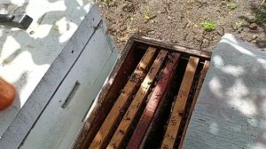 Немного о противороевых методах и о методах вывода семей из роевого состояния.