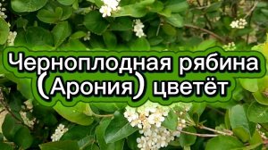 Черноплодная рябина (Арония) цветёт