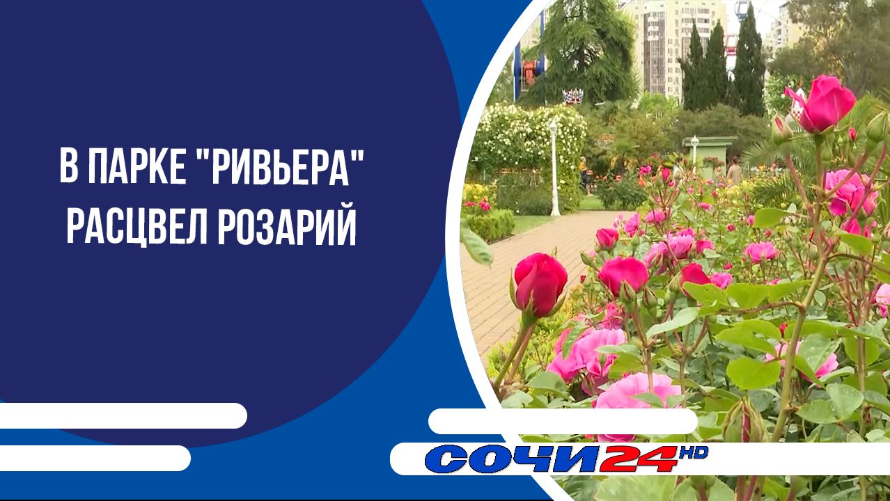 В парке "Ривьера" расцвел розарий смотреть онлайн