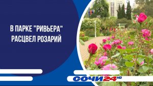 В парке «Ривьера» расцвел розарий