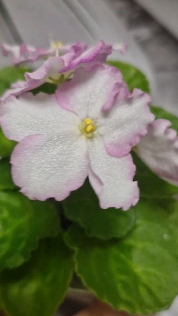 Optimara Mississippi