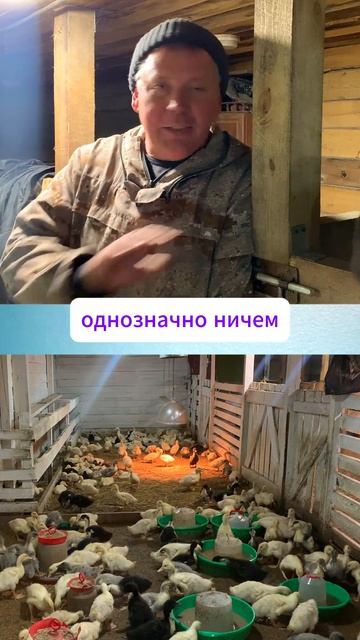 Та же СВИНЬЯ, только в перьях! 😂🦆