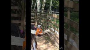 Выходные у друзей парк альпак, парк руссий17.05.26