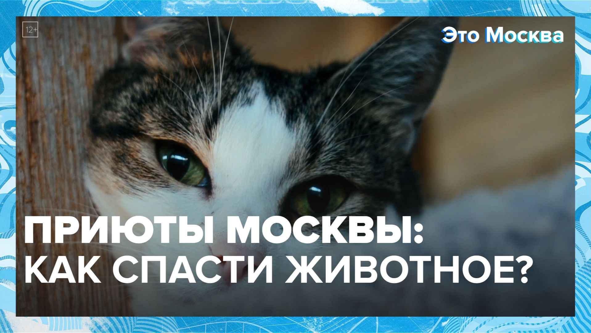 Как взять животное из приюта? | Это Москва — Москва 24 | Контент