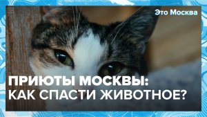 Как взять животное из приюта? | Это Москва — Москва 24 | Контент