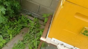 26 мая. Смотрим пчел