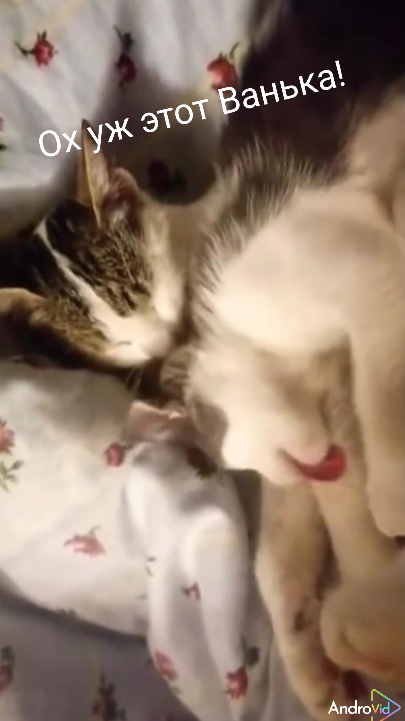Ванька!🤣😻 26-05-2026