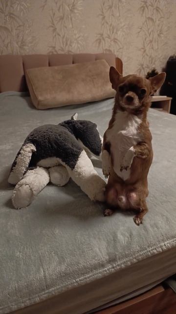 Просит помочь в одном грязном деле))) #chihuahua смотреть онлайн