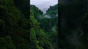 Тропический лес 🌳🌴