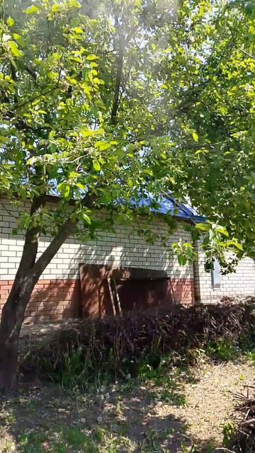 Обработка яблони с помощью мойки высокого давления. смотреть онлайн