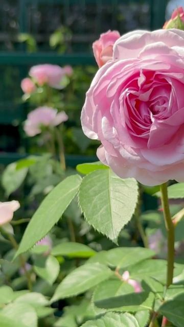 Оливия роуз🌸🌿🌸🌿🌸 смотреть онлайн