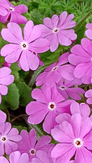 Ключи от рая» цветок, запускающий весну 🔑🌷 смотреть онлайн
