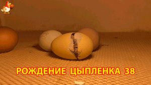 Вылупление цыпленка из яйца в инкубаторе версия 38