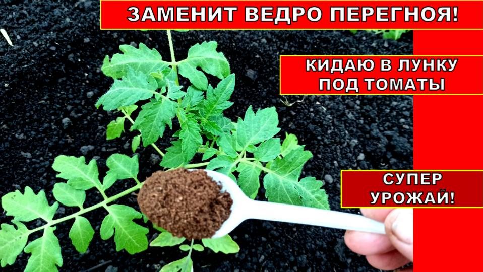 Кинула В ЛУНКУ ПОД ТОМАТЫ они сразу пошли в рост, дают отличный урожай и не болеют!
