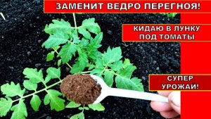 Кинула В ЛУНКУ ПОД ТОМАТЫ они сразу пошли в рост, дают отличный урожай и не болеют!
