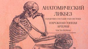 Анатомический ликбез - Сердечно-сосудистая система. Внешняя сонная артерия. Часть первая