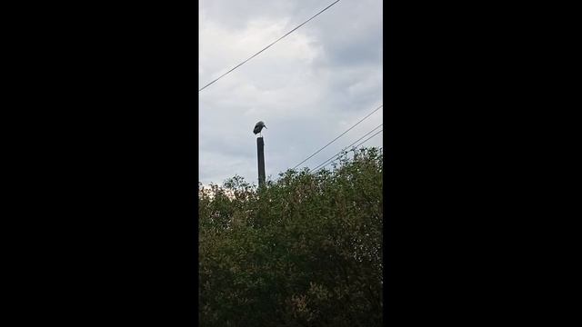 Аист смотреть онлайн
