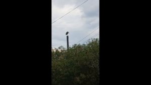 Аист