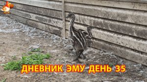 Дневник страусят Эму день 35