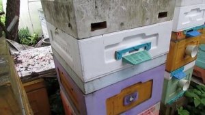 роение пчел, маточники, как вывести пчел из роевого и не потерять товарный мед, часть 5 , 26.05.2026