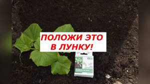 Положите ЭТО в лунку при посадке огурцов! Натуральный метод + защита от гнилей.