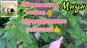 Мульча работает👍ремонтантная малина уход💪