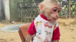 Чудесная жизнь обезьянки!1ч.🐒🙉🙈🙊🦧🙉
