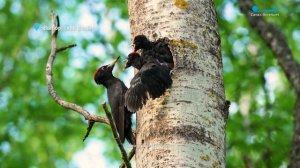 Ухаживания селезня мандаринки за местной кряквой, потомство чёрного дятла и хлопоты барсука