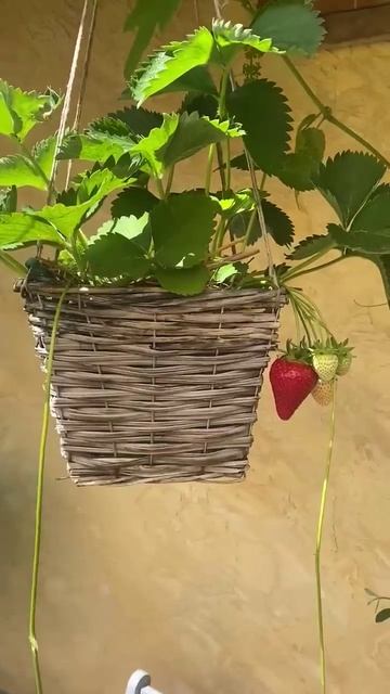 Поспела клубника в кашпо🍓
